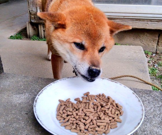 口コミ：人が食べられる食材🐶「無添加ドッグフード安心」の画像（4枚目）