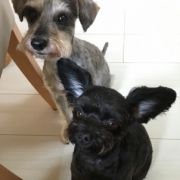 「シュナプーとチワプー」動物看護師が開発した愛犬サプリ【ビオワンファイン】の投稿画像