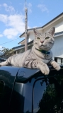 「私の愛猫ポコタ」の画像