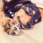 犬のイビキは可愛いけど…まさか自分が？自覚がない…#drsmith #ドクタースミス #フセロ2017 #うつぶせ寝 #枕 #美容寝具 #健康 #睡眠 #いびき #無呼吸症候群 #cp…のInstagram画像
