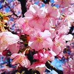 .。o0*゜めっちゃキレイな河津桜！濃いピンクの桜大好き🌸.。o0*゜'#桜コスメ #桜花媛 #さくらひめ #sakuraprincess #cherryblossom #mo…のInstagram画像