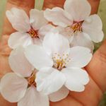 もう桜の季節ですね〜！カラスが桜の枝を折っては運んでいる姿を見て、彼らのおうちは桜だらけなんだろうか…という想像でいっぱいです🌸#桜コスメ #桜花媛 #さくらひめ #sakuraprinc…のInstagram画像