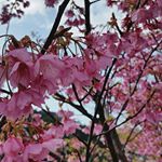桜は大好きな花の1つ🌸春の訪れを感じられる瞬間😌✨#桜コスメ #桜花媛 #さくらひめ #sakuraprincess #cherryblossom #monipla #桜花媛さくらひめ化粧品フ…のInstagram画像