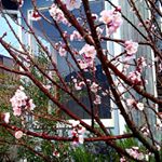 今日は天気が良かったので、ドライブに行きました♪たまたま立ち寄ったお店の横に桜が咲いていたのでパチリ。もうすぐ満開になりそう。春になったなーと感じました。#桜コスメ…のInstagram画像