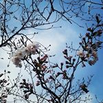 商店街もちょっとずつ桜が開花🌸さーて、私のシフトが左右される満開はいつになるのかなー😂⁉ #桜コスメ #桜花媛 #さくらひめ #sakuraprincess #cherryblossom #mon…のInstagram画像