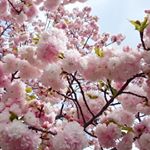 *そろそろ🌸桜の季節 *造幣局の🌸桜の通り抜け今年は4月11日(火)～17日(月)までの7日間だそう😊💖**#桜コスメ #桜花媛 #さくらひめ #sakuraprincess …のInstagram画像