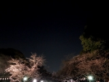 口コミ：
  バターなしプルーンピューレを使った栄養満点チアシード入りの食パン、夜桜@上野公園
の画像（2枚目）