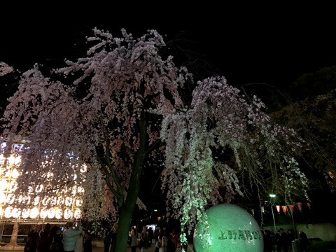口コミ：
  バターなしプルーンピューレを使った栄養満点チアシード入りの食パン、夜桜@上野公園
の画像（14枚目）
