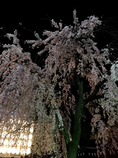 口コミ：
  バターなしプルーンピューレを使った栄養満点チアシード入りの食パン、夜桜@上野公園
の画像（15枚目）