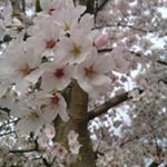 #桜コスメ #桜花媛 #さくらひめ #sakuraprincess #cherryblossom #monipla #桜花媛さくらひめ化粧品ファンサイト参加中のInstagram画像