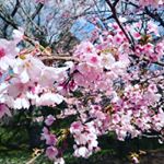 .近所の公園は綺麗に桜が咲きました☆.今日から５日間の雨で散ってしまうのでしょうね…。.桜の季節は儚いものですね…。.また来年、美しく咲き誇って下さい♪..#桜…のInstagram画像