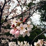 桜🌸もっと写真上手くなりたいなー#桜コスメ #桜花媛 #さくらひめ #sakuraprincess #cherryblossom #monipla #桜花媛さくらひめ化粧品ファンサイト参加…のInstagram画像