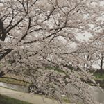 #桜コスメ #桜花媛 #さくらひめ #sakuraprincess #cherryblossom #monipla #桜花媛さくらひめ化粧品ファンサイト参加中のInstagram画像
