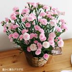 花の色がライトピンクから白に変化するカーネーション。香りもソフトクリームのような甘い香り。今年の母の日はこちらのカーネーションを贈りたいです。#アンジェのお花屋さん #39mom #monipla #…のInstagram画像