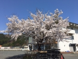 口コミ記事「お花見に桜塩のおにぎり弁当を作りました｜めあのブログ」の画像