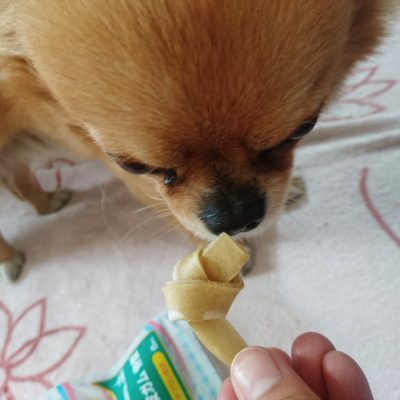 口コミ：おやつを食べながら歯磨き！！これでチワワのチョコちゃんも歯がキレイ！！の画像（7枚目）