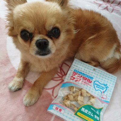 口コミ：おやつを食べながら歯磨き！！これでチワワのチョコちゃんも歯がキレイ！！の画像（4枚目）