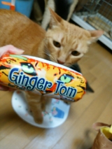 口コミ記事「子猫の「かぬれ」が喜んだ♪無添加キャッフード「ジンジャー・トム」」の画像