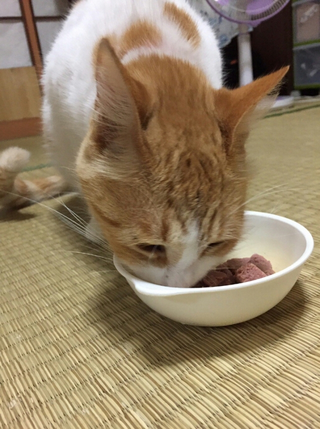 口コミ：ラム肉のキャットフードの画像（4枚目）