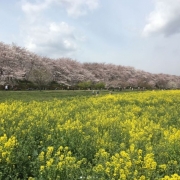 黄色ピンクのグラデコラボ