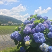 開成町のあじさいまつり