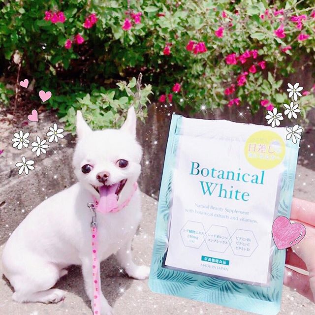 口コミ投稿：・・ちびとのお散歩にも #飲む日焼け止め☀️#ボタニカルホワイト 中からも日焼け対策…