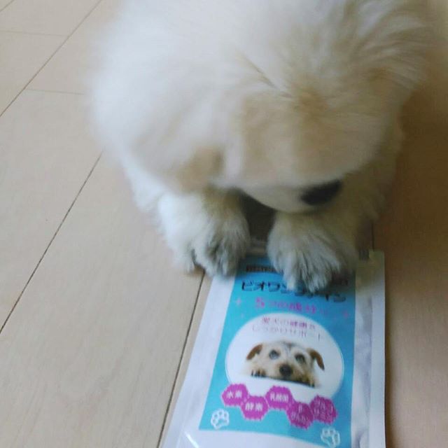 口コミ投稿：サプリ飲んで、お尻のおでき治るとよいな☺ヒナギク、チーズ好きだからそのまま食べて…