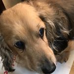 @biowanfine #ビオワンファイン #犬サプリ #犬サプリメント #腸内環境 #免疫力 #抗酸化 #乳酸菌 #酵素 #グルコサミン #水素水 #皮膚病 #アトピー #アレルギー #わんちゃ…のInstagram画像