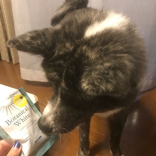 口コミ投稿：ずーっと気になってた飲む日焼け止め！ベン散歩のお供に試してます♪ 最近暑いから休…