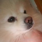 涙やけとか目やにひどくて何か対策探してます❗#ビオワンファイン #涙やけ #皮膚病 #アトピー #アレルギー #犬サプリ #犬サプリメント #腸内環境 #免疫力 #抗酸化 #乳酸菌 #酵素 #グルコサ…のInstagram画像