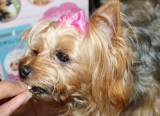 口コミ：動物看護師が開発した愛犬サプリの画像（1枚目）