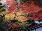 「「8月に京都を旅します」」の画像