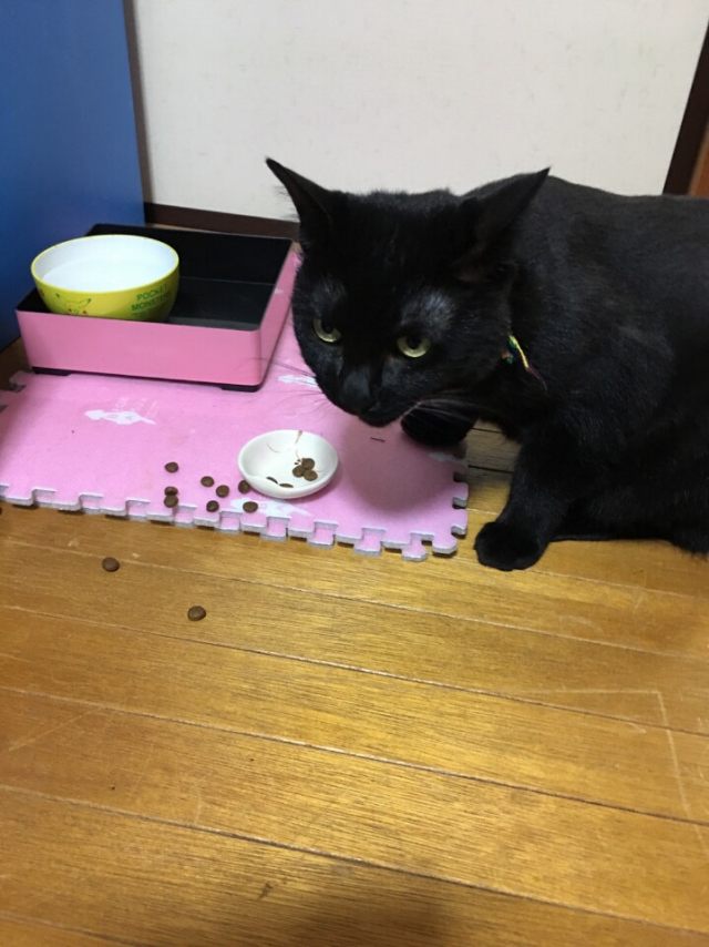 口コミ：愛猫　食レポ　イギリス産プレミアムキャッフード　プラペの画像（1枚目）