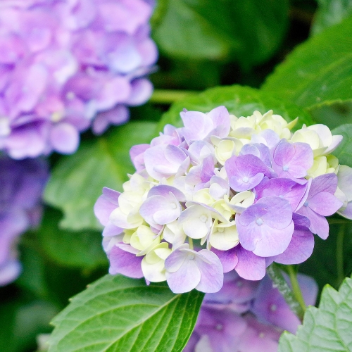 アジサイだと初夏ですかね…の画像（2枚目）