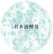 口コミ：日本酒酵母×乳酸菌「プモアクリーム」＜日本盛＞の画像（5枚目）
