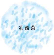 口コミ：日本酒酵母×乳酸菌「プモアクリーム」＜日本盛＞の画像（6枚目）