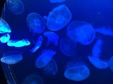 マリホ水族館のクラゲ