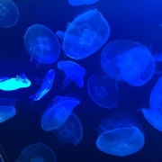 マリホ水族館のクラゲ