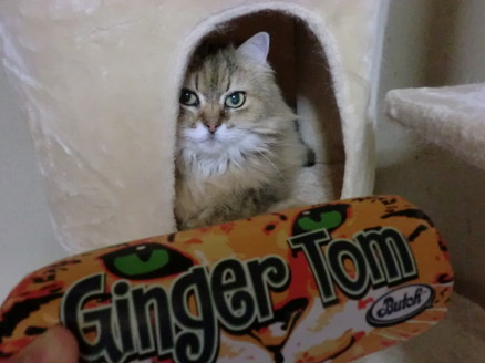 口コミ：【モニプラ モニター】『ジンジャー・トム＜２種＞』と一緒に、猫たち登場！！の画像（12枚目）
