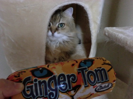 口コミ：【モニプラ モニター】『ジンジャー・トム＜２種＞』と一緒に、猫たち登場！！の画像（9枚目）