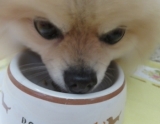 口コミ：愛犬のために☆PLANETPET　グレインフリー ドッグフードの画像（1枚目）