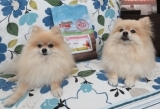 口コミ記事「愛犬のために☆PLANETPETグレインフリードッグフード」の画像
