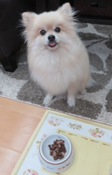 口コミ：愛犬のために☆PLANETPET　グレインフリー ドッグフードの画像（4枚目）