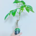 いい感じ〜👍🏻スタバのカップとパキラ🌿＊＊＊#plant #starbucks #cup #pachira #green #brown #good #happy #インテリア雑貨 …のInstagram画像