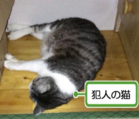 口コミ：猫ちゃんのおしっこ臭に特化した消臭剤☆の画像（5枚目）