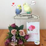 .ルル&メル:ボクたちのママ、バラのいい香りがするぞ！🐥🐥🌹😘.フレグランスサプリ『クリスタル・ローズ』は、吐息がバラの香りに包まれる ”飲むフレグランス” サプリメントです。高級「ブルガリア…のInstagram画像