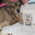 .愛犬家の方にオススメ🐶🌼.大切な家族の一員であるワンちゃんの健康管理にオススメなBiProGE(R)乳酸菌配合 WAN Cookie.高い防御力がある「BiProGE(R…のInstagram画像