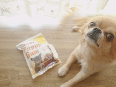 口コミ：子犬でも食べられる！パピーガムソフトスティック　ミルク味をチワワのチョコが食べてみたよ！の画像（4枚目）