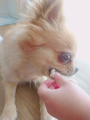 口コミ：子犬でも食べられる！パピーガムソフトスティック　ミルク味をチワワのチョコが食べてみたよ！の画像（8枚目）