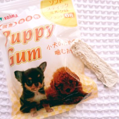 口コミ：子犬でも食べられる！パピーガムソフトスティック　ミルク味をチワワのチョコが食べてみたよ！の画像（2枚目）